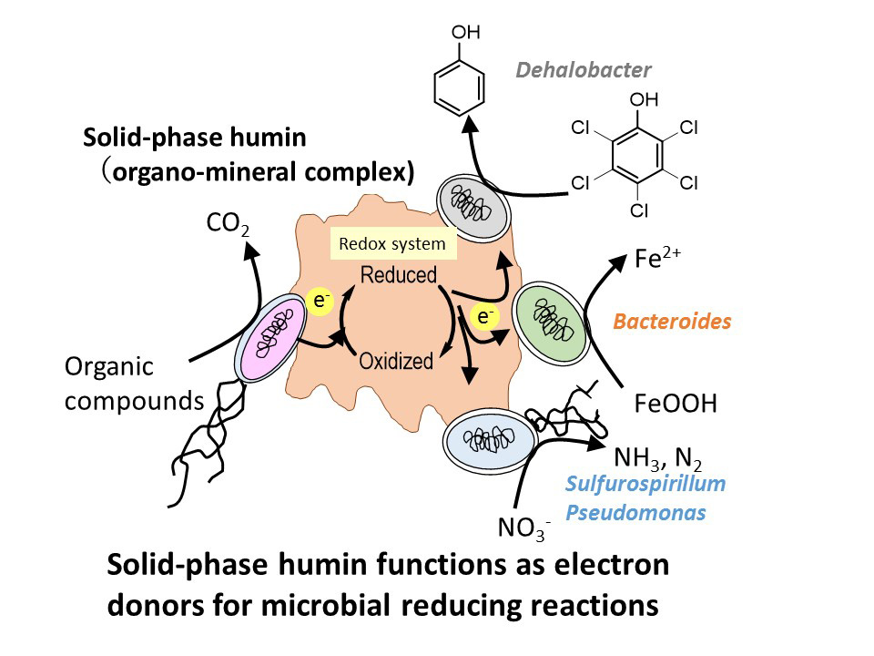 Solid-phase humin functions as electron donors for microbial reducing reactions