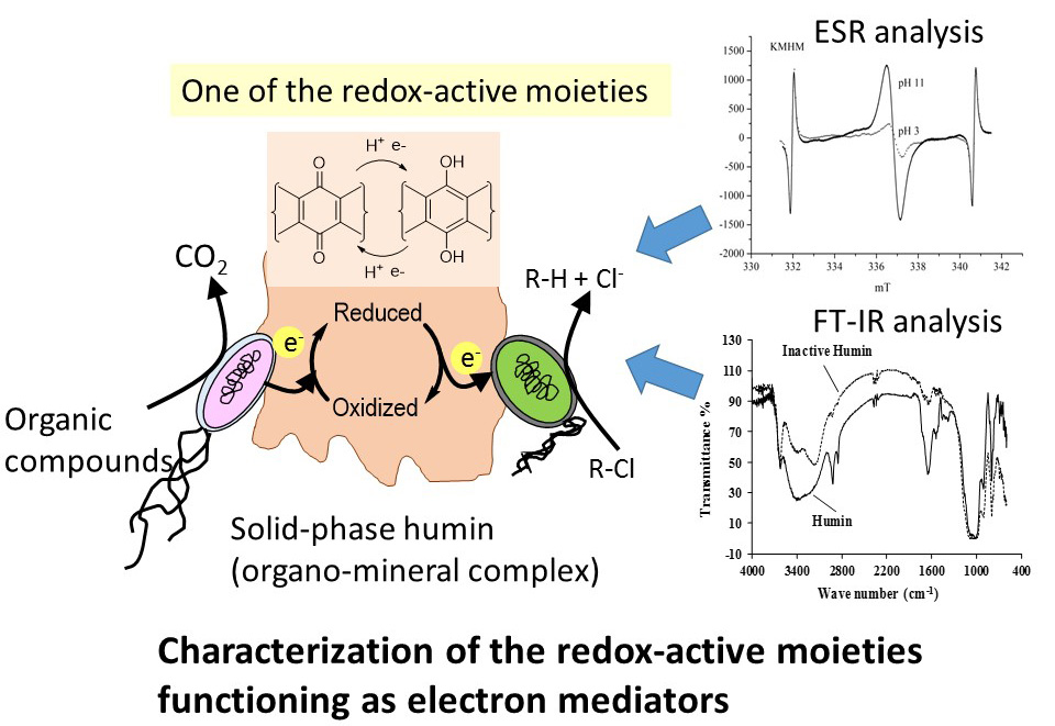 Characterization of the redox-active moieties functioning as electron mediator