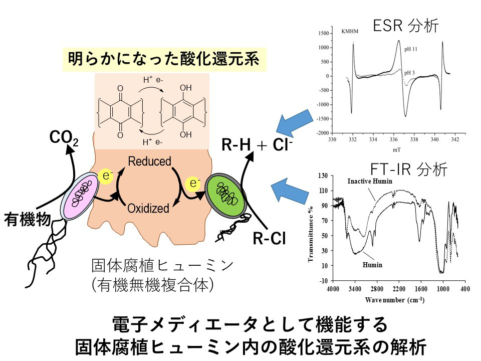 電子メディエータとして機能する固体腐植ヒューミン内の参加還元系の解析